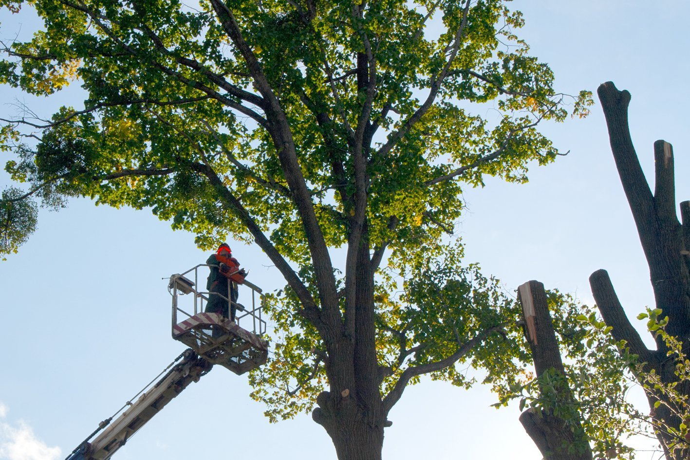 Vysokozdvižné plošiny na kácení a ořez stromů